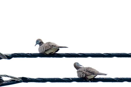 Couple of Zebra Dove (Geopelia striata), bird, perching on the wire isolated on white backgroundの写真素材