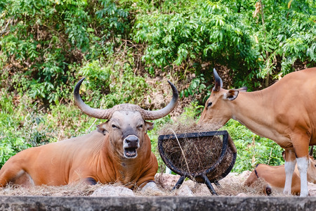 Banteng, a forest ox in the nature for animal and wildlife conceptの写真素材