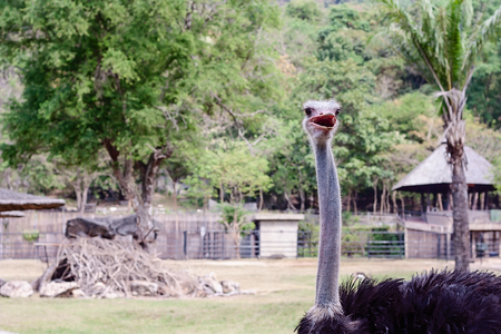 Ostrich against green natural background for animal conceptの写真素材