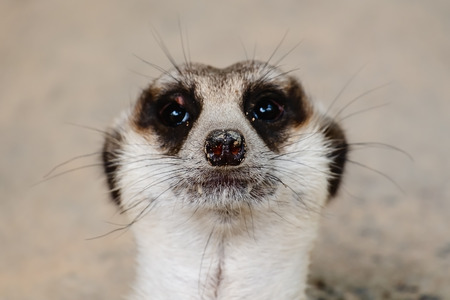 Close up of Meerkat's face for animal and wildlife conceptの写真素材