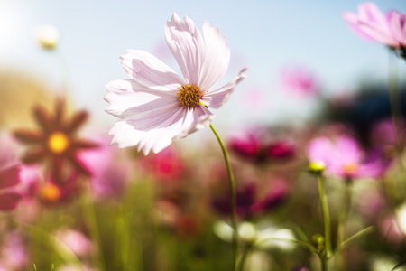Beautiful pink cosmos flower blooming in the garden with soft color tone for nature conceptの写真素材