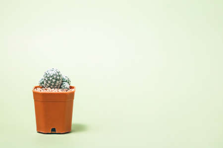 Mammillaria humboldtii cactus in flower pot on the light green background for nature and gardening conceptの写真素材