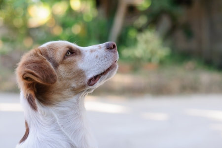 Dog Waitingの写真素材