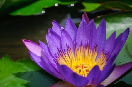 Purple lotus flower on waterの写真素材