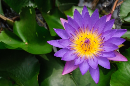 Purple waterlily with large green water leavesの写真素材