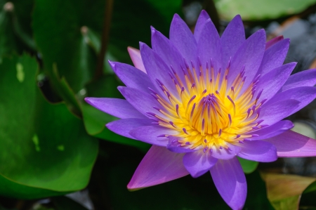 A blooming lotus (water lily) with leaf backgroundの写真素材