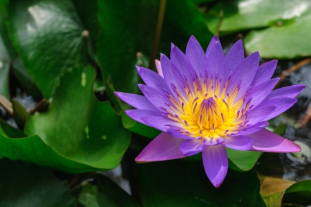 Beautiful lotus flower floating in a pondの写真素材