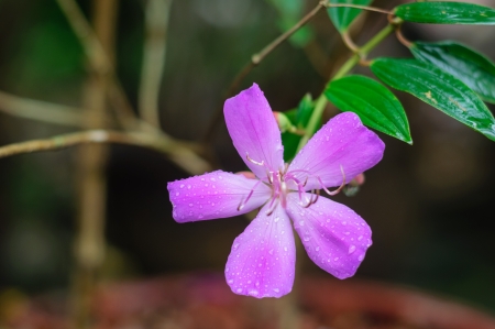 Purple tropical flower from Thailandの写真素材