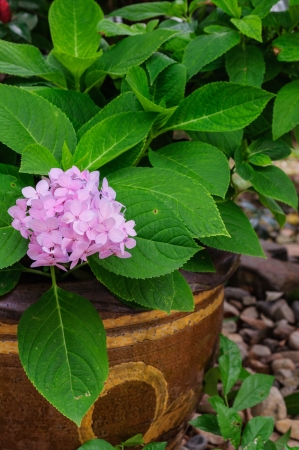 Purple tropical flower  from Thailandの写真素材