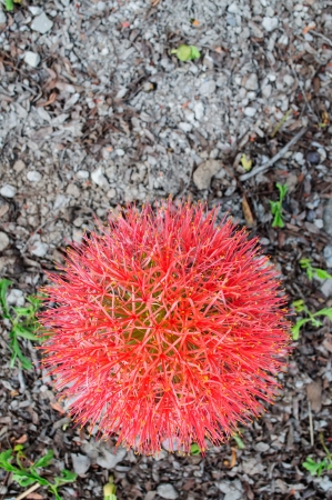 Red tropical flower  from Thailandの写真素材