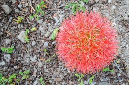 Red tropical flower from Thailandの写真素材