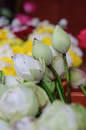 White lotus flowers used for religious offering in Thailandの写真素材