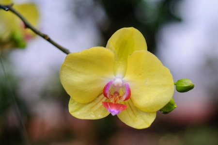 Yellow tropical flower from Thailandの写真素材