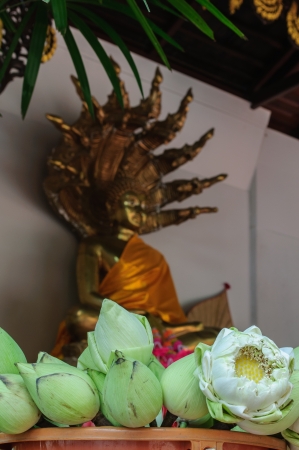 White lotus flowers with buddha background, Thailandの写真素材