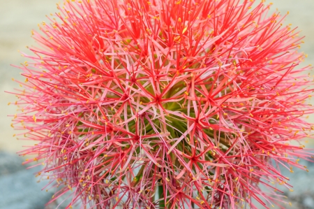 Red tropical flower from Thailandの写真素材