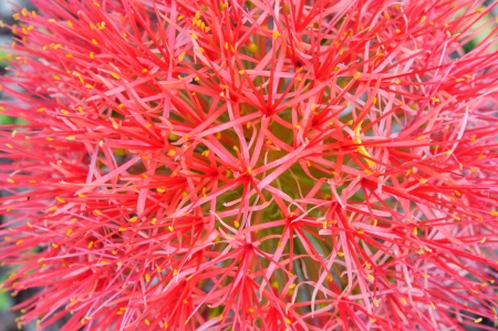 Red tropical flower from Thailandの写真素材