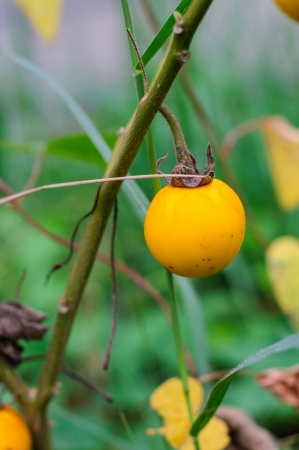 Yellow tomato on a treeの写真素材
