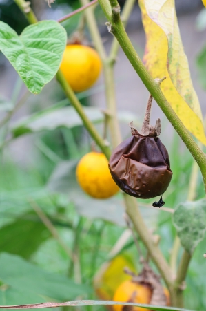 Rotten tomato on the treeの写真素材