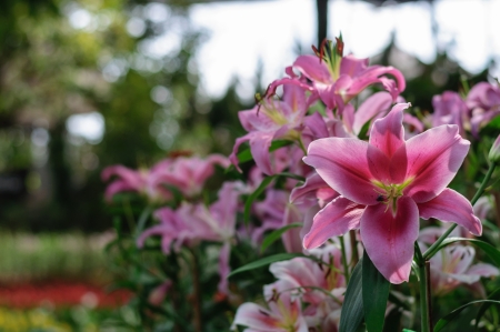 Pink tropical flowers from Thailandの写真素材