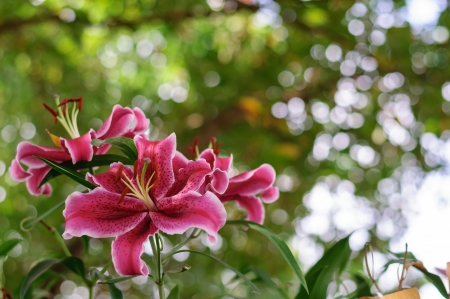 Pink tropical flowers from Thailandの写真素材