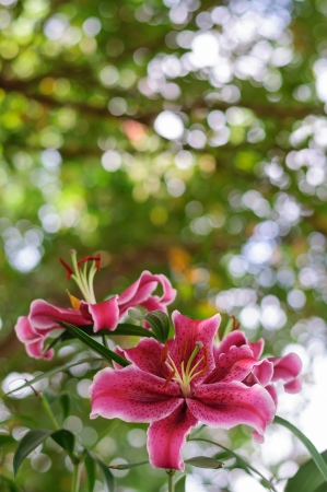 Pink tropical flowers from Thailandの写真素材