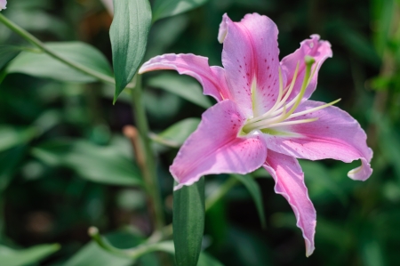 Pink tropical flower  from Thailandの写真素材