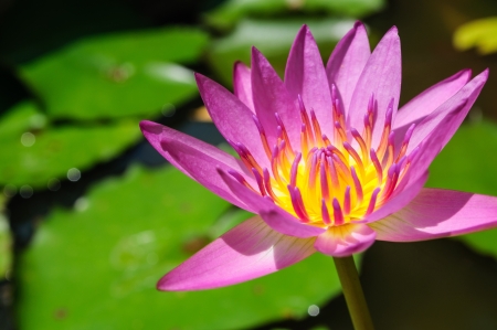 Pink waterlily with large green water leavesの写真素材