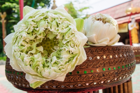 White lotus flowers used for religious offering in Thailandの写真素材