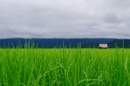 Paddy field and Rainy  dayの写真素材