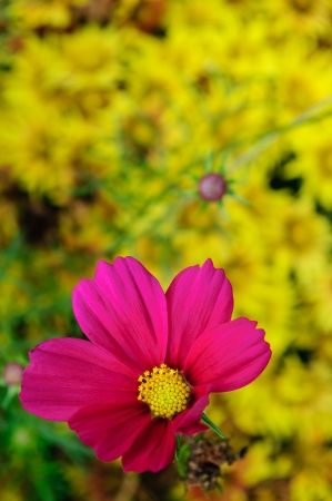  Beautiful pink flower from Thailandの写真素材