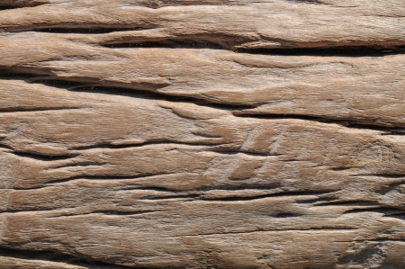 Beautiful hardwood of Thailandの写真素材