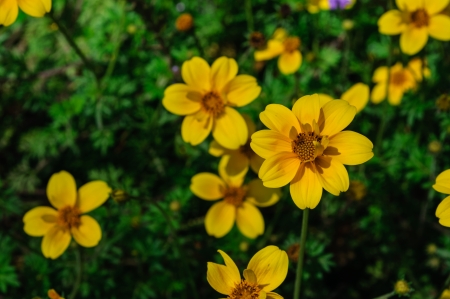Beautiful yellow flowers in the gardenの写真素材