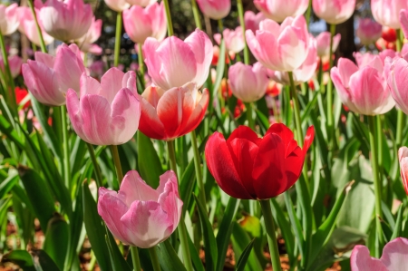 Red Tulip with Pink Tulips の写真素材