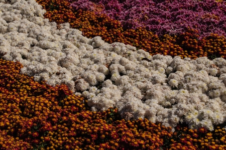 Colorful flowers  の写真素材