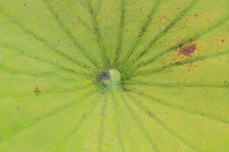 Beautiful green natural backgroundの写真素材