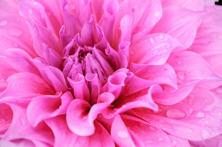 Close-up of pink flower petalsの写真素材