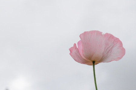 Pink flower close-up on the white backgroundの写真素材