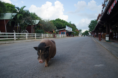 Pig in cityのeditorial素材