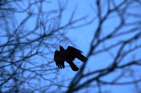 bird flying in the skyの写真素材