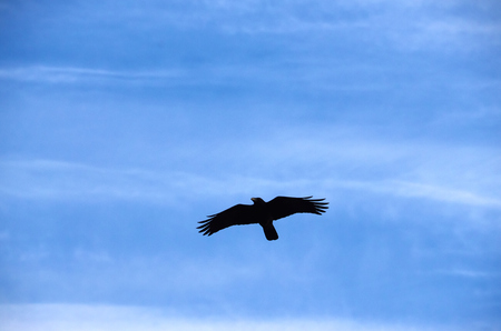 bird flying in the skyの写真素材