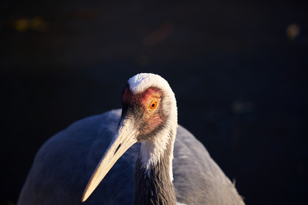 White-naped Craneの写真素材