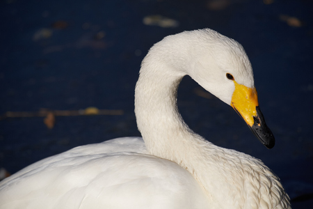 close-up swanの写真素材