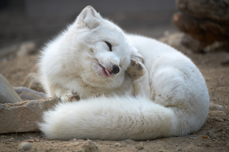 arctic foxの写真素材