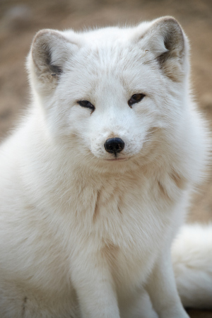 arctic foxの写真素材