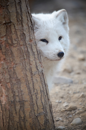 Arctic fox beside the treeの写真素材