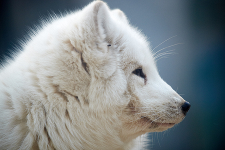close-up Arctic foxの写真素材