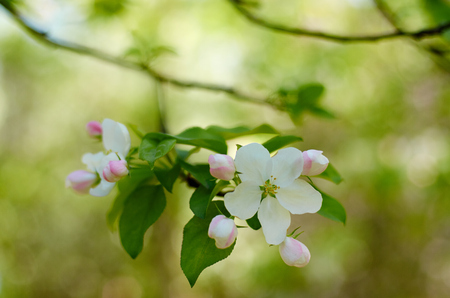 begonia in springの写真素材