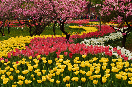 tulip gardenの写真素材