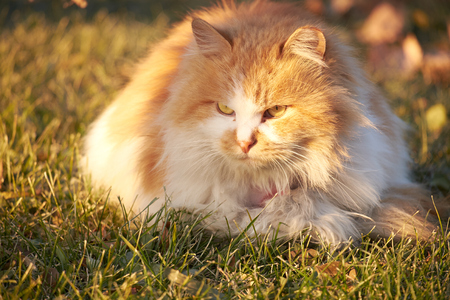 close-up of catの写真素材