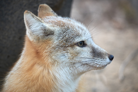 close-up corsac foxの写真素材